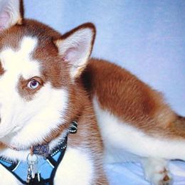 Siberian Huskies from WolfPack