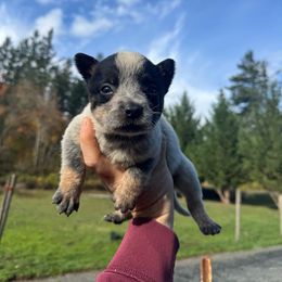 Butter - Blue speckled female Australian Cattle Dog puppy in Cottage Grove, Oregon from Heirloom Ranch