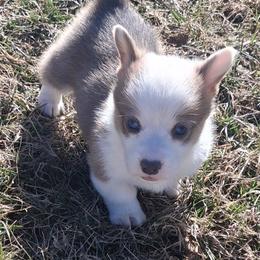Dasher - White and red male Pembroke Welsh Corgi puppy in Hillsville, Virginia from Bonderosa Kennels