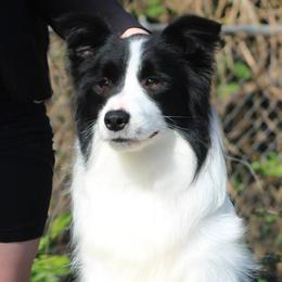Dovi - Border Collie