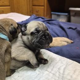 Girl 1 - Fawn female Bullmastiff puppy in Woodburn, Oregon from Showdown Kennels