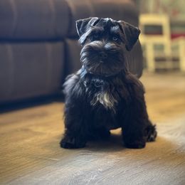 JackJack - Black male Miniature Schnauzer puppy in Jefferson, Oregon from Whiskey Meadows Miniature Schnauzers