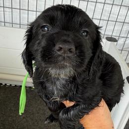 Boy 3 - Black male English Cocker Spaniel puppy in Millen, Georgia from Pine Hill Kennels