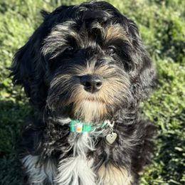 Australian Labradoodle Puppies from Grand Peaks Labradoodles