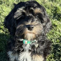 Australian Labradoodle Puppies from Grand Peaks Labradoodles