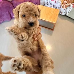 Girl 3 - Apricot female Poodle puppy in Orlando, Florida from Florida Miniature Poodles