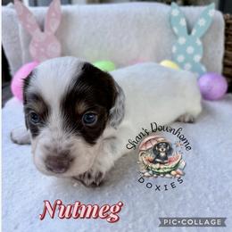 Nutmeg - Piebald female Dachshund puppy in Hockley, Texas from Shans Down Home Doxies