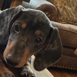 Dachshunds from Little B’s Farm