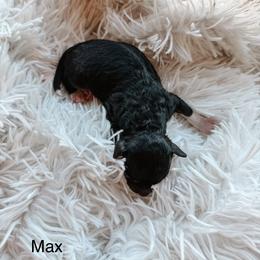 Max - Black tri-color male Aussiedoodle puppy in Tryon, North Carolina from Melrose Mountain Farm