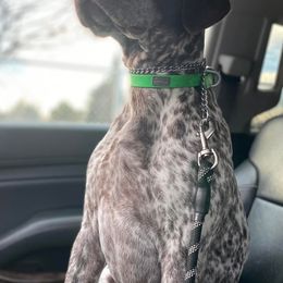 German Shorthaired Pointers from Cottone Family German Shorthairs