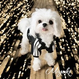 Miyuki - Maltese