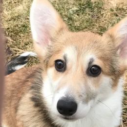 Cardigan Welsh Corgi and Pembroke Welsh Corgi All Grown Up from Dream Giver Corgis