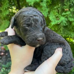 Trails - Chocolate female Goldendoodle puppy in Lancaster, Pennsylvania from Doodles in the Skye