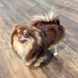 Riesling - Pomeranian