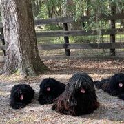 Puli All Grown Up from Bowmaker Pulik