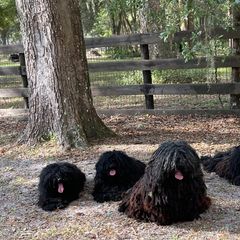 Puli All Grown Up from Bowmaker Pulik