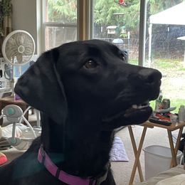 Raven - Labrador Retriever