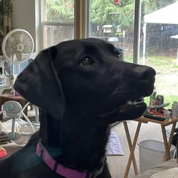 Raven - Labrador Retriever
