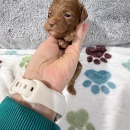 Hazel - Red female Cockapoo puppy in Clarks Summit, Pennsylvania from M&M Cockapoos