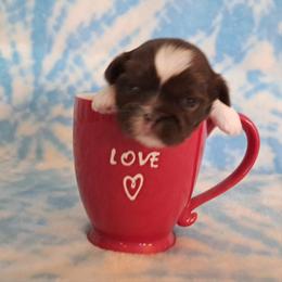 Peanut - Liver and white male Shih Tzu puppy in Silver Springs, Nevada from Meadowlyn's Dream Shih Tzu