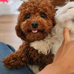 Rocky - Red  male Poodle puppy in Corona, California from Poodle house CA