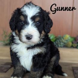 Gunner - Tri-color male Bernedoodle puppy in Lancaster, Minnesota from Richardville Hunde