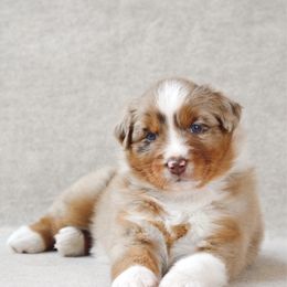 Oakley - Red merle female Australian Shepherd puppy in Aberdeen, North Carolina from Huckleberry Hill Aussies LLC.