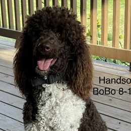 Bobo - Poodle