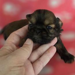 Scarlett - Red female Shih Tzu puppy in Waynesboro, Pennsylvania from Big Win Shih Tzus