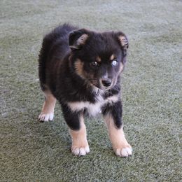 Frannie - Black tri-color female Australian Shepherd puppy in Sonoita, Arizona from Gardner Canyon Kennels