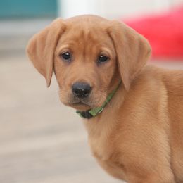 Labrador Retriever Puppies from Triple Creek Kennel
