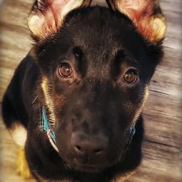 Bernedoodles, German Shepherds, and Poodles from Sun-Kissed Doodle Pad & Mischief Frenchies