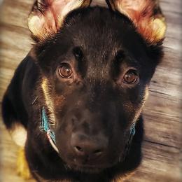 Bernedoodles, German Shepherds, and Poodles from Sun-Kissed Doodle Pad & Mischief Frenchies