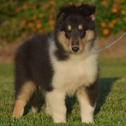Tri Male 1 - Black white and tan male Collie puppy in Danville, Pennsylvania from Brookwood Collies, Smooth & Rough