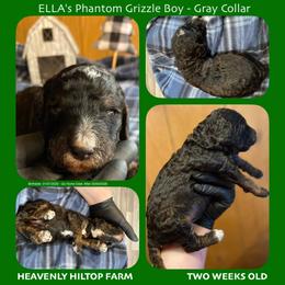 Brown Phantom Grizzle - Green Collar Boy - Phantom male Poodle puppy in Charlo, Montana from Heavenly Hilltop Farm