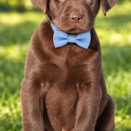 Bourbon - Chocolate male Labrador Retriever puppy in Chicago, Illinois from Urbane Retrievers