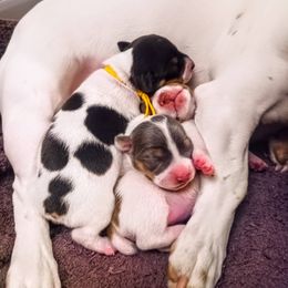 Teddy Roosevelt Terrier Puppies from Wabbitfire Teddy Roosevelt Terriers