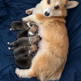 Lennox - Red male Pembroke Welsh Corgi puppy in Helmville, Montana from Calie’s Corgis