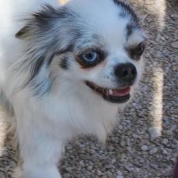 Monroe - Chihuahua