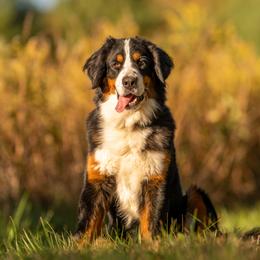 Sonora - Bernese Mountain Dog