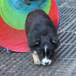 Scrat - Black tri-color female Australian Shepherd puppy in Sonoita, Arizona from Gardner Canyon Kennels