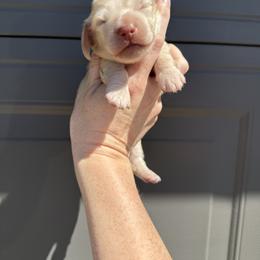 Cream Boy - Cream male Dachshund puppy in Bartlesville, Oklahoma from OkieDokieDox