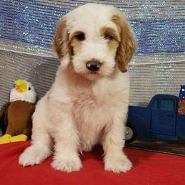 Patriot - Labradoodle puppy from Oodles of poodles and doodles