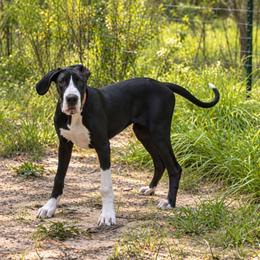 Clementine - Mantle female Great Dane puppy in Brooksville, Florida from Follow My Lead Great Danes