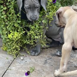 Great Dane Puppies from Starlight Danes