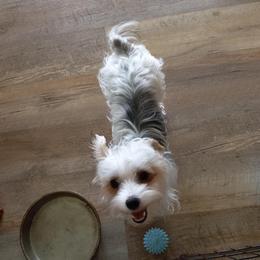 Yorkshire Terrier puppies from Nalley Kennels