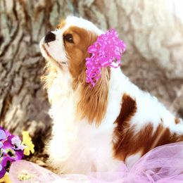 Cavalier King Charles Spaniels from AlKemy Pure Bred