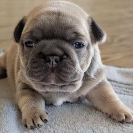 Rose (blue fawn girl) - Blue fawn female French Bulldog puppy in Baltimore, Maryland from Country Acres Farm
