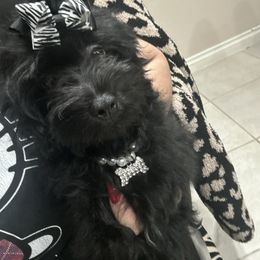 Glenda - Black & white female Maltipoo puppy in Victorville, California from Boujeepups