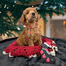 Bashful - Red  male Poodle puppy in Mongomery, Texas from Celestial Jewels Poodles
